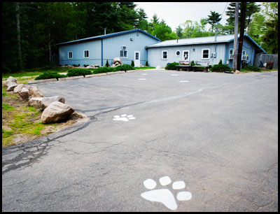 dog boarding, dog grooming, dog training facility in massachusetts